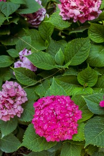 多彩绣球花绽放绿叶间