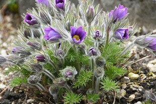 紫色白头翁花绽放