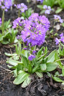 紫色报春花绽放