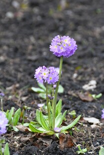 紫色小花绽放于泥土间