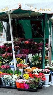 街头多彩鲜花摊位