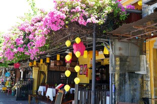 繁花下的古街灯笼景致