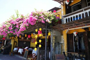 繁花装点的古朴街道