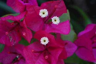 艳丽三角梅绽放