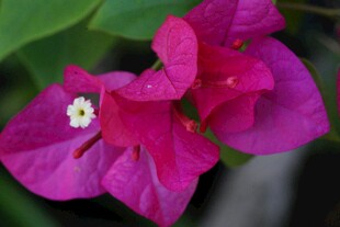 娇艳三角梅绽放