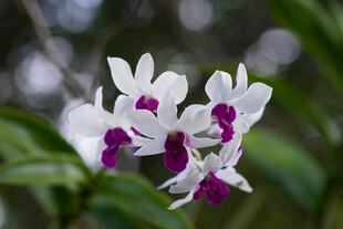 美丽紫白相间兰花绽放