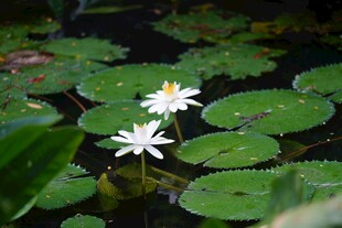 水中绽放的白色睡莲