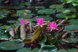 水中绽放的娇艳粉色睡莲