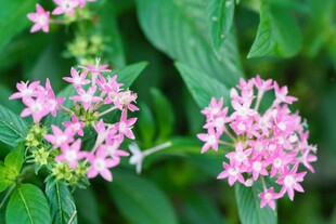 粉色繁星花绽放绿叶间