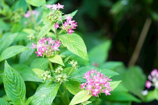 绿叶间的粉色小花