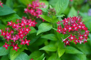 鲜艳红花朵与绿叶相伴