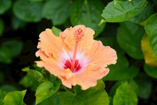 橙色木槿花特写