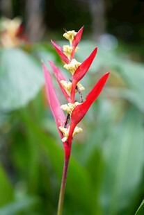 红色蝎尾蕉特写