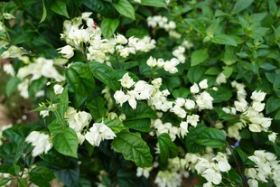 白色小花簇拥的绿植景观