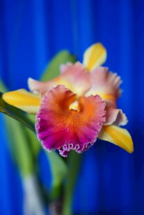 多彩卡特兰绽放