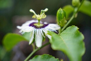 美丽西番莲绽放