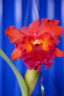 艳丽多姿的红色兰花