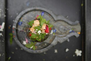 微观景观中的迷你植物世界