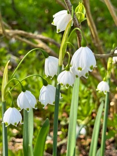 铃兰花绽放于绿意间