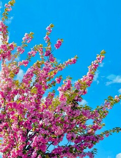 蓝天映衬下的绚烂花枝