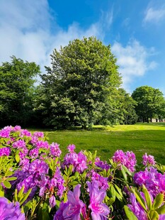 春日烂漫紫花丛与绿树