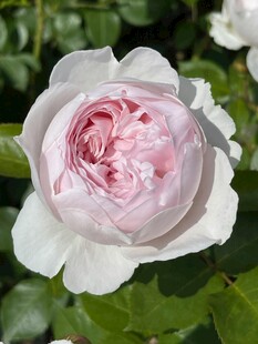 粉色柔美盛开的娇艳玫瑰