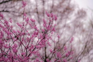 枝头绽放的粉嫩花朵