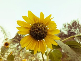 阳光下的灿烂向日葵