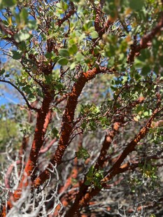 红枝绿叶的独特植物景观