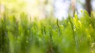 春日嫩绿草丛特写