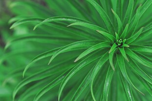 翠绿舒展的植物叶片