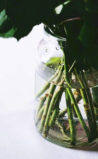 水培绿植的根系特写