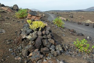 火山地貌中的石堆与绿植