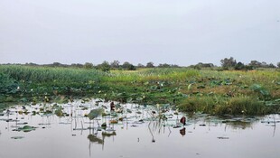 湿地风光 水生植物与水域