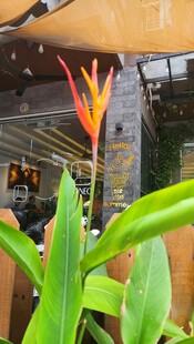 艳丽蝎尾蕉特写