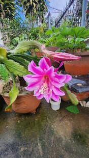 娇艳绽放的粉色花卉