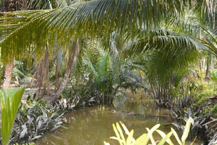 热带溪边繁茂绿植景观