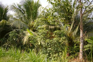 茂密热带树林景观