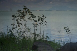 湖畔植物 静谧自然景致