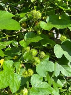 绿叶丛中的绿色果实