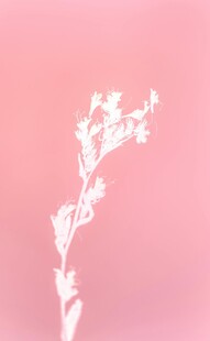 粉色背景下的白色植物线条