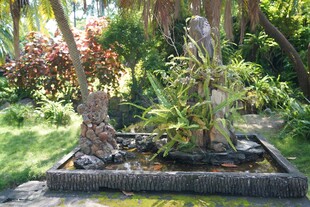 庭院中的绿植景观