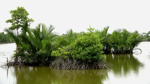 水上绿意盎然的植物景观