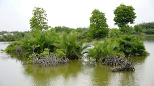 湖中小岛绿意盎然