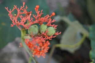 橙红植物果枝特写