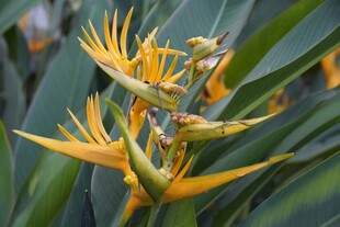 艳丽蝎尾蕉绽放