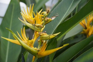 美丽蝎尾蕉特写