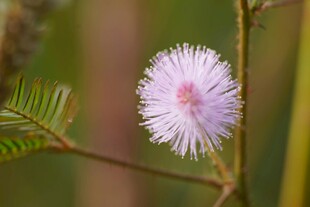 粉色绒球小花特写