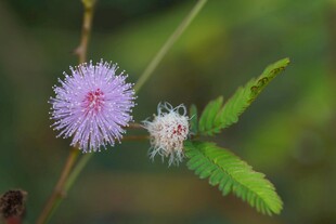 两朵别致的野外小花