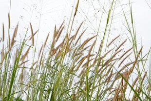 风中摇曳的芦苇